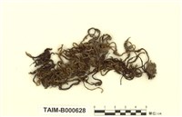 藏品(圓枝蔓苔)的圖片